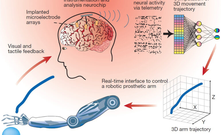 Brain-Computer Interfaces: The Future of Interaction