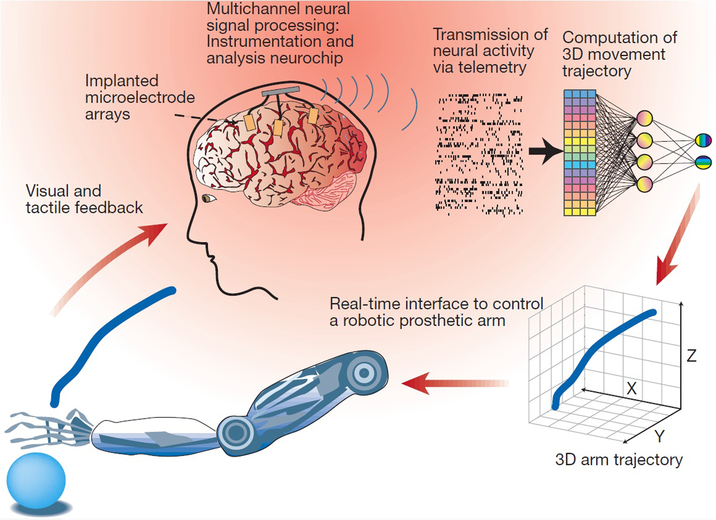 Brain-Computer Interfaces: The Future of Interaction